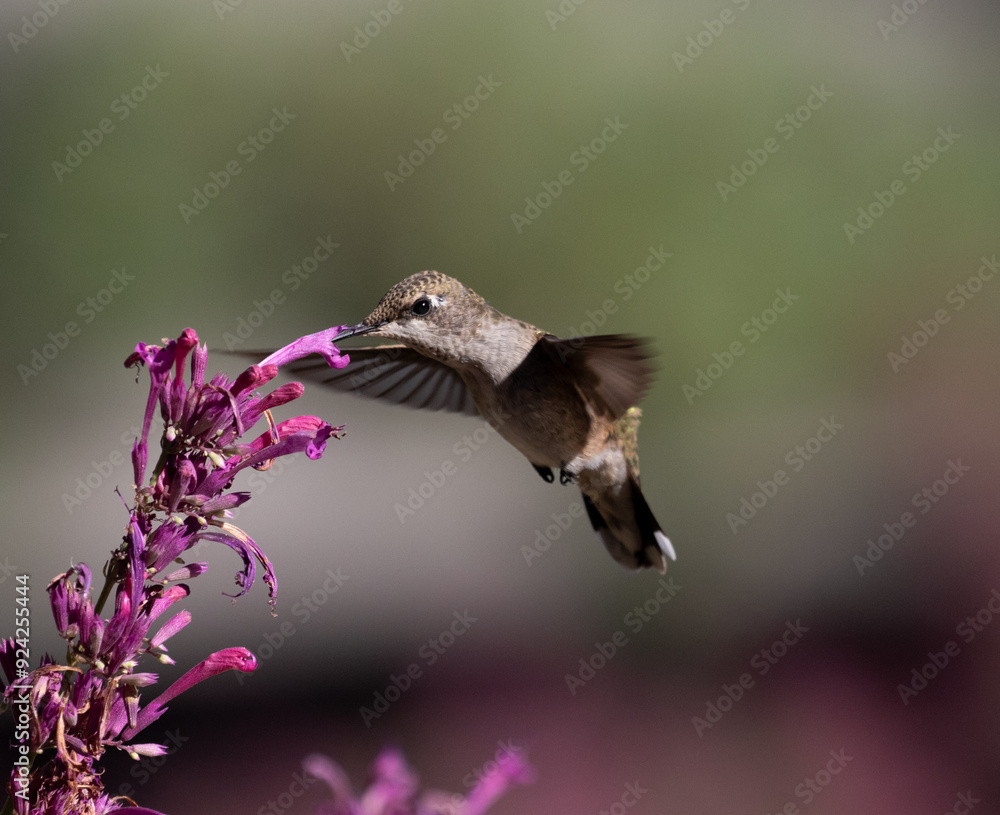 hummingbird with flowers