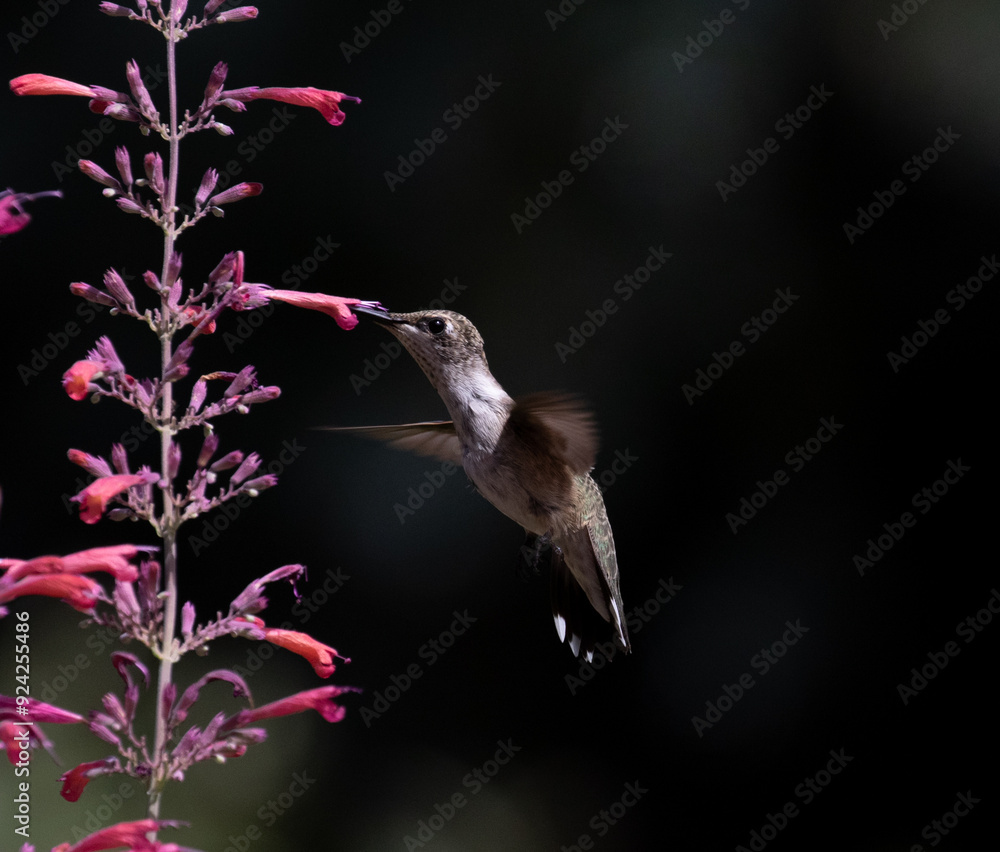 hummingbird with flowers