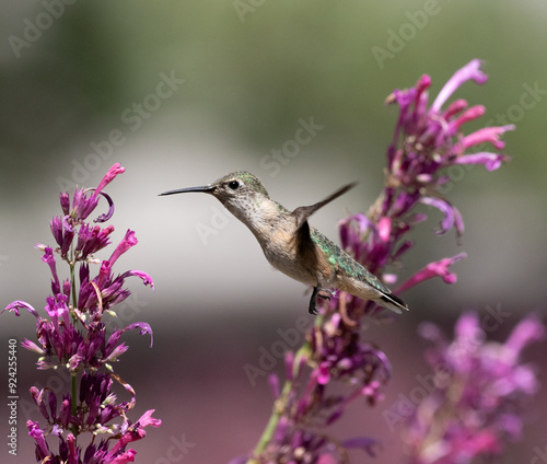 hummingbird with flowers