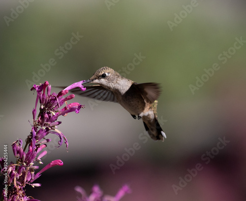 Obraz na płótnie hummingbird with flowers w salonie