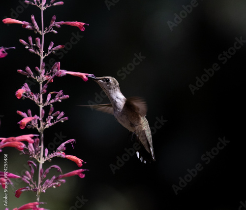 Obraz na płótnie hummingbird with flowers w salonie