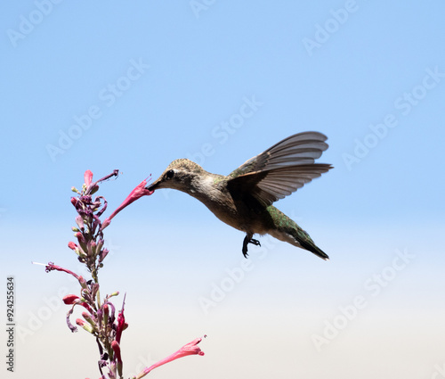 hummingbird in flight