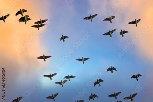 Canvas Print A flock of red-spectacled amazon (Amazona pretrei) flying