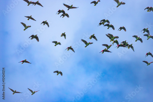 A flock of red-spectacled amazon (Amazona pretrei) flying. Vulnerable especie photo