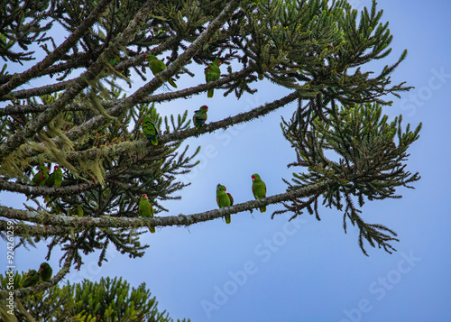 A flock of red-spectacled amazon (Amazona pretrei) perching on candelabra tree (Araucaria angustifolia).  Vulnerable especie. photo