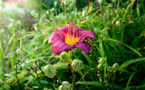 red flower in the garden