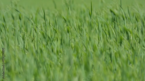 Wallpaper Mural 青麦畑 Torontodigital.ca