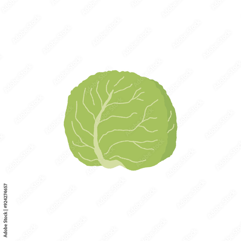食物繊維の多い食物_キャベツ 食物繊維の多い食物_キャベツ