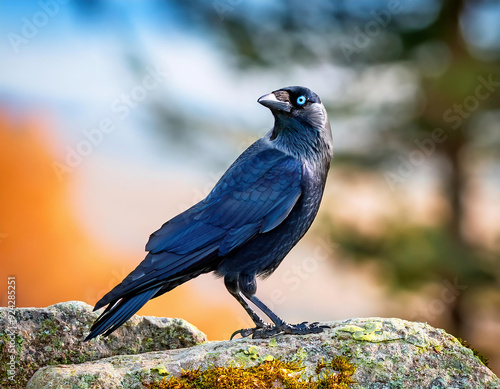 Magpie bird sitting on a rock in the autumn forest, side view