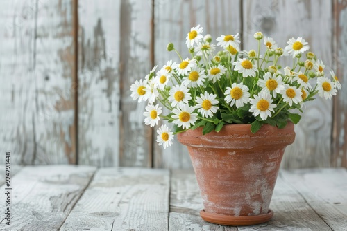 Small white fresh daisies in a brown clay vase on a light grey wooden background close-up