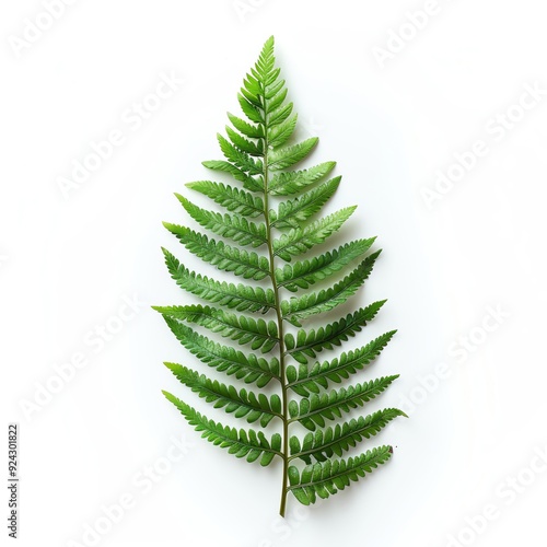 Fern frond with natural texture on solid white background, single object