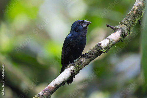 Blue-black Grosbeak (Cyanoloxia cyanoides)