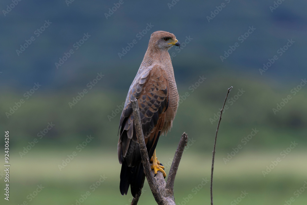 Savanna Hawk (Buteogallus meridionalis) Savanna Hawk (Buteogallus meridionalis)