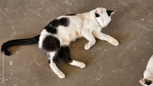 Sleeping cat