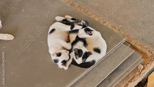 chihuahua puppy sitting on the floor