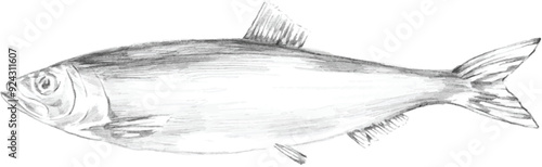 herring fish pencil sketch illustration