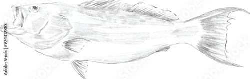 grouper fish pencil sketch illustration
