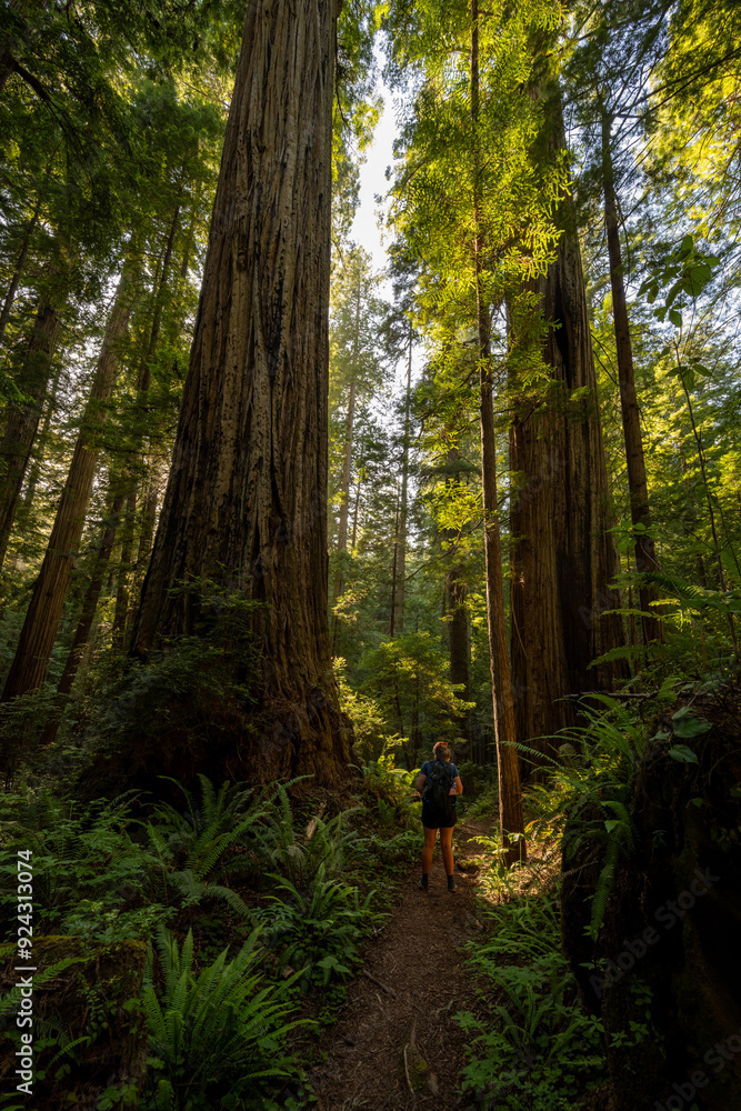 Fototapeta premium Towering Redwood Trees Over Athletic Woman