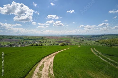 Agricultural cultivated field in summer season with growing crops. Green farm fields. Farming and agriculture industry