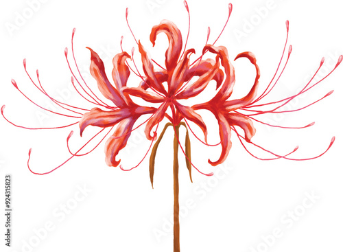 red Spiderlily flower painting illustration	