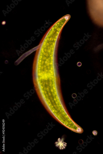 Study of Protozoa and Algae under the microscope for education. photo