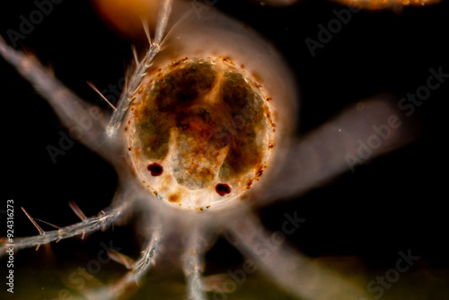 Cuadro en lienzo Study of Protozoa and Algae under the microscope for education.