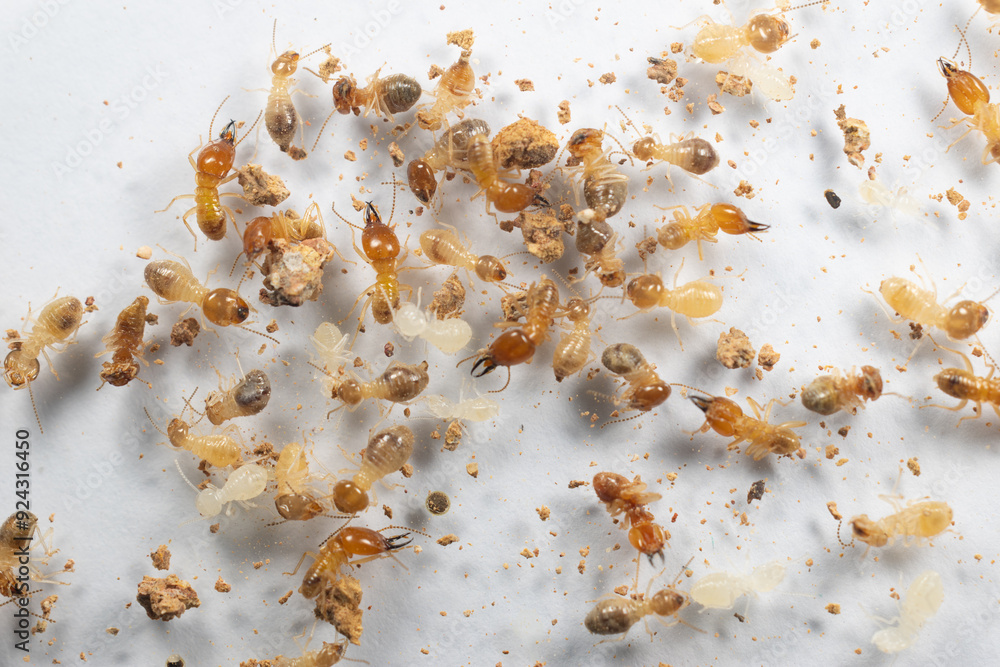 Close up of the Small termite in Petri dish glass for education in Laboratory.