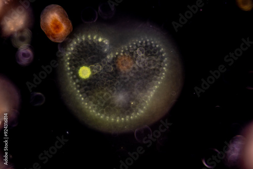 Study of Protozoa and Algae under the microscope for education. photo