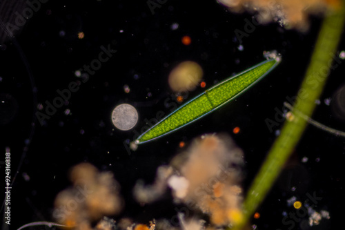 Study of Protozoa and Algae under the microscope for education. photo