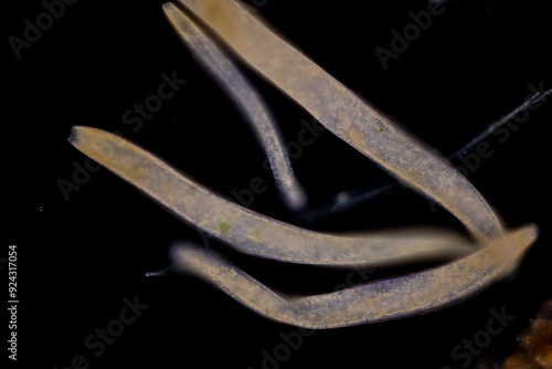фотографія Study of Protozoa and Algae under the microscope for education.
