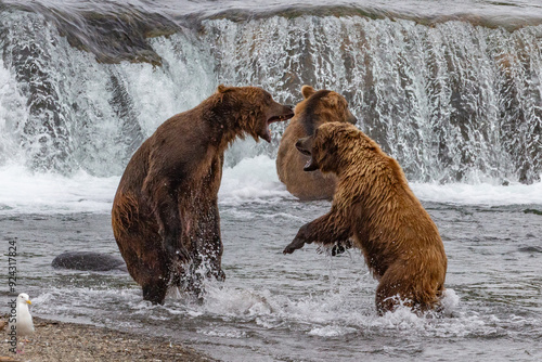 Wallpaper Mural bear in snow Torontodigital.ca