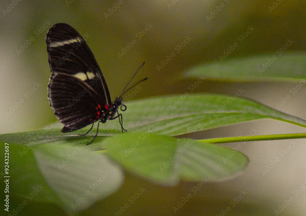 Fototapeta premium butterfly on leaf