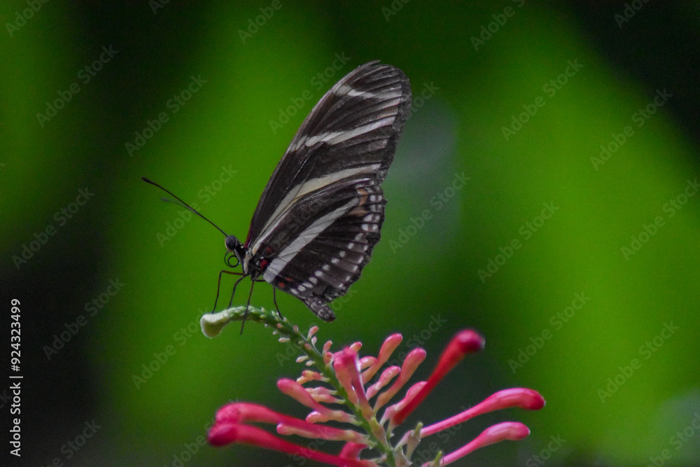 Obraz premium butterfly on a leaf