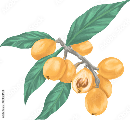 Loquat fruit botanical painting illustration