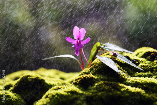 Beautiful flower , Impatiens patula Craib in nature at Umphang, Tak Province Thailand. photo