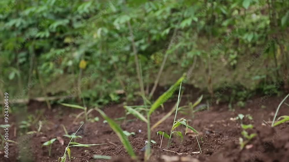 red ginger plant seeds being planted in an agricultural field red ginger plant seeds being planted in an agricultural field