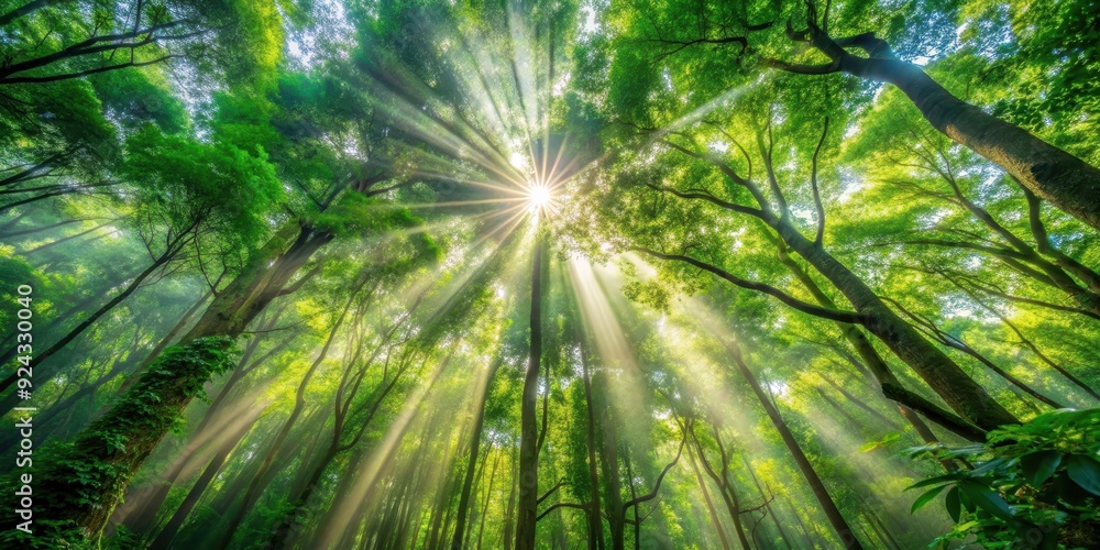 Rays of sunlight shining through a dense forest canopy, forest, trees, sunlight, beams, nature, shadow, green, leaves Rays of sunlight shining through a dense forest canopy, forest, trees, sunlight, beams, nature, shadow, green, leaves