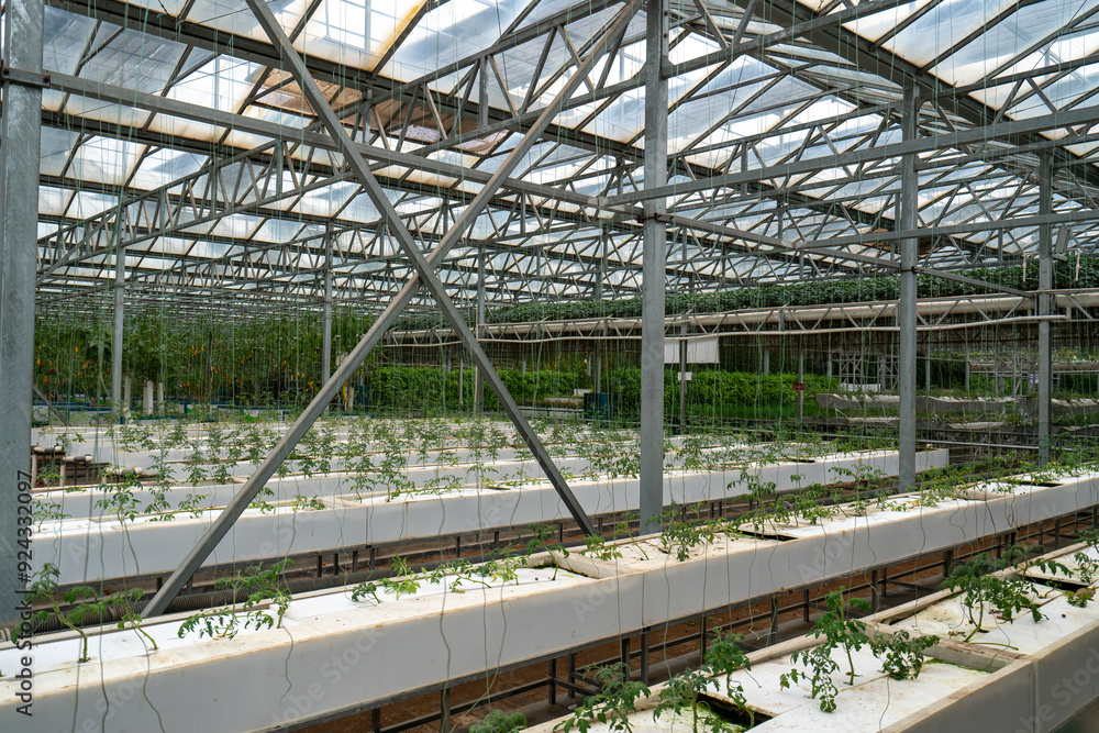 Modern Greenhouse Tomato Cultivation for Sustainable Agriculture Modern Greenhouse Tomato Cultivation for Sustainable Agriculture