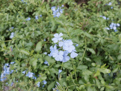 Close up shot of blue forget me not flowers.