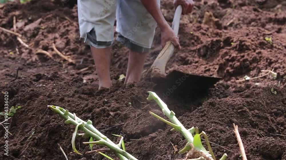 close up of a farmer's hands paving the land to plant red ginger plants in the field