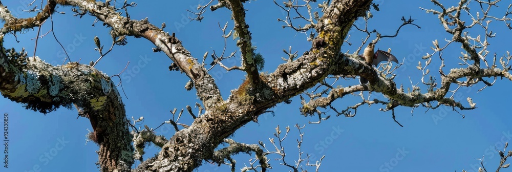 Bat roost situated on a lichen-covered plum tree under a bright blue sky Bat roost situated on a lichen-covered plum tree under a bright blue sky