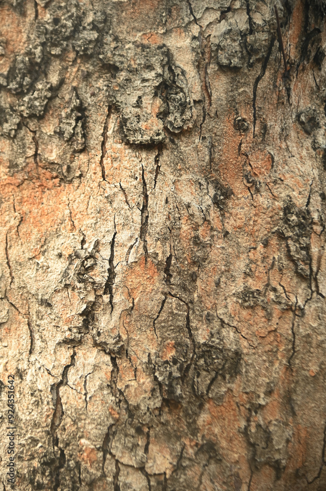 Texture and background of close-up of the bark surface of a brown and gray tree in daylight. Texture and background of close-up of the bark surface of a brown and gray tree in daylight.