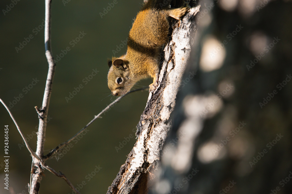 Squirrel climbing through the tree Squirrel climbing through the tree
