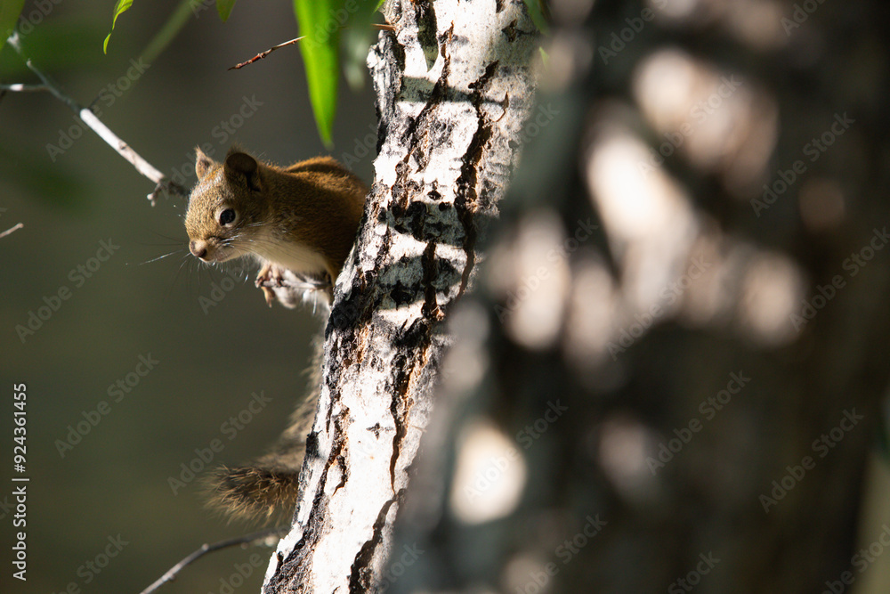 Squirrel climbing through the tree Squirrel climbing through the tree