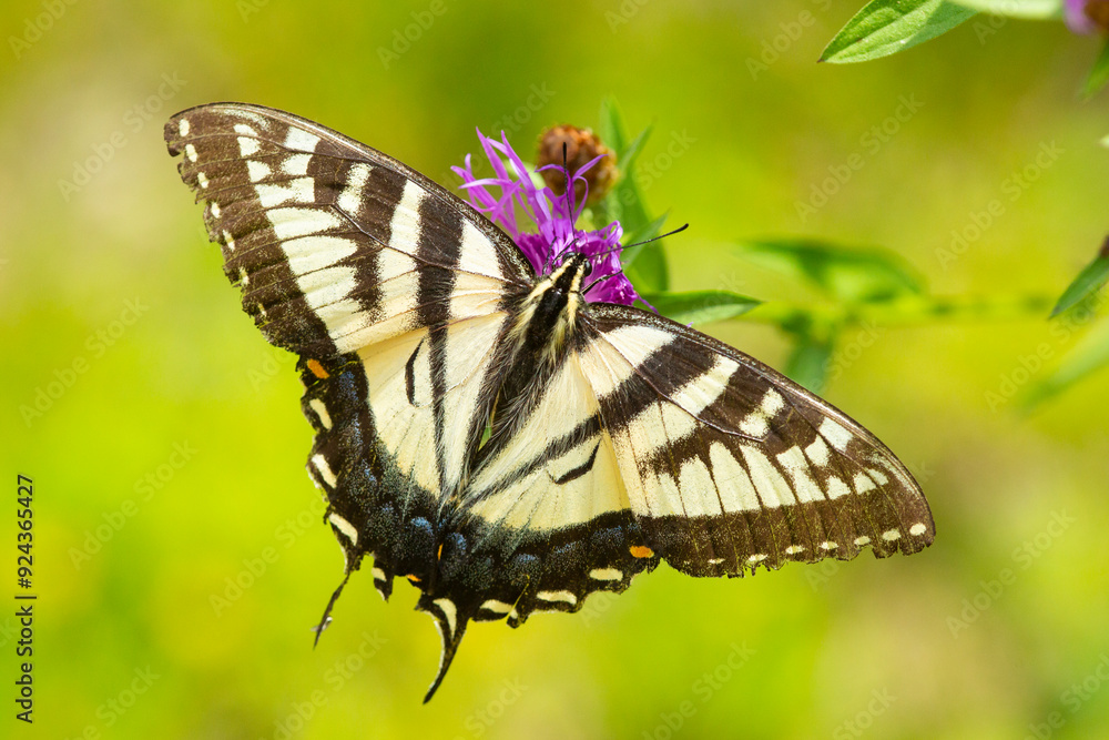 Tiger swallowtail butterfly perched on knapweed in New Hampshire. Tiger swallowtail butterfly perched on knapweed in New Hampshire.