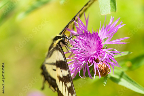 Tiger swallowtail butterfly, with proboscis, on knapweed in New Hampshire. photo