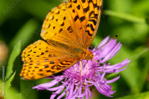 Great spangled fritillary butterfly on knapweed in New Hampshire.