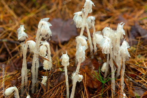 Indian pipe flowers at Mud Pond in Sunapee, New Hampshire.