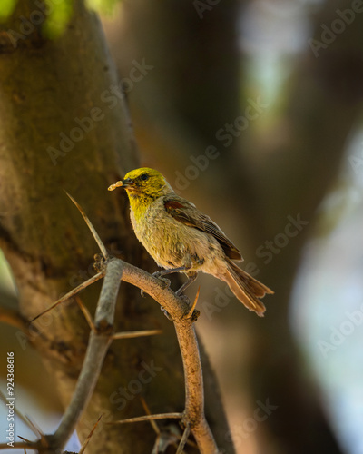 A yellow bird with a bug. Verdin photo