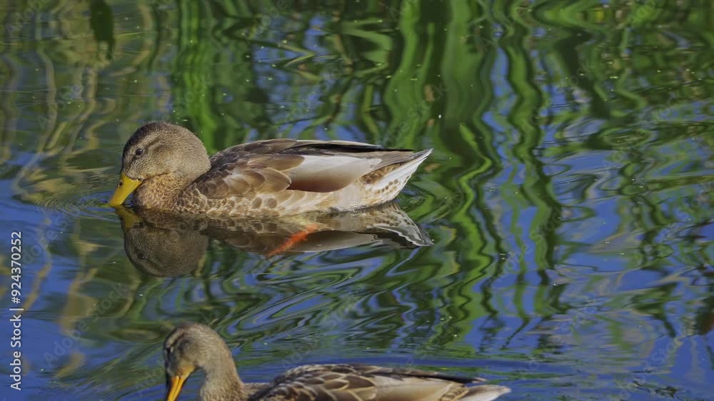 Video series of Mallard duck families on a lush Canadian lake in summer. Captures swimming, feeding, and family interactions in a serene, natural setting. Ideal for nature and wildlife projects. Video series of Mallard duck families on a lush Canadian lake in summer. Captures swimming, feeding, and family interactions in a serene, natural setting. Ideal for nature and wildlife projects.